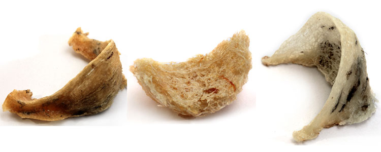 Tổ yến đảo